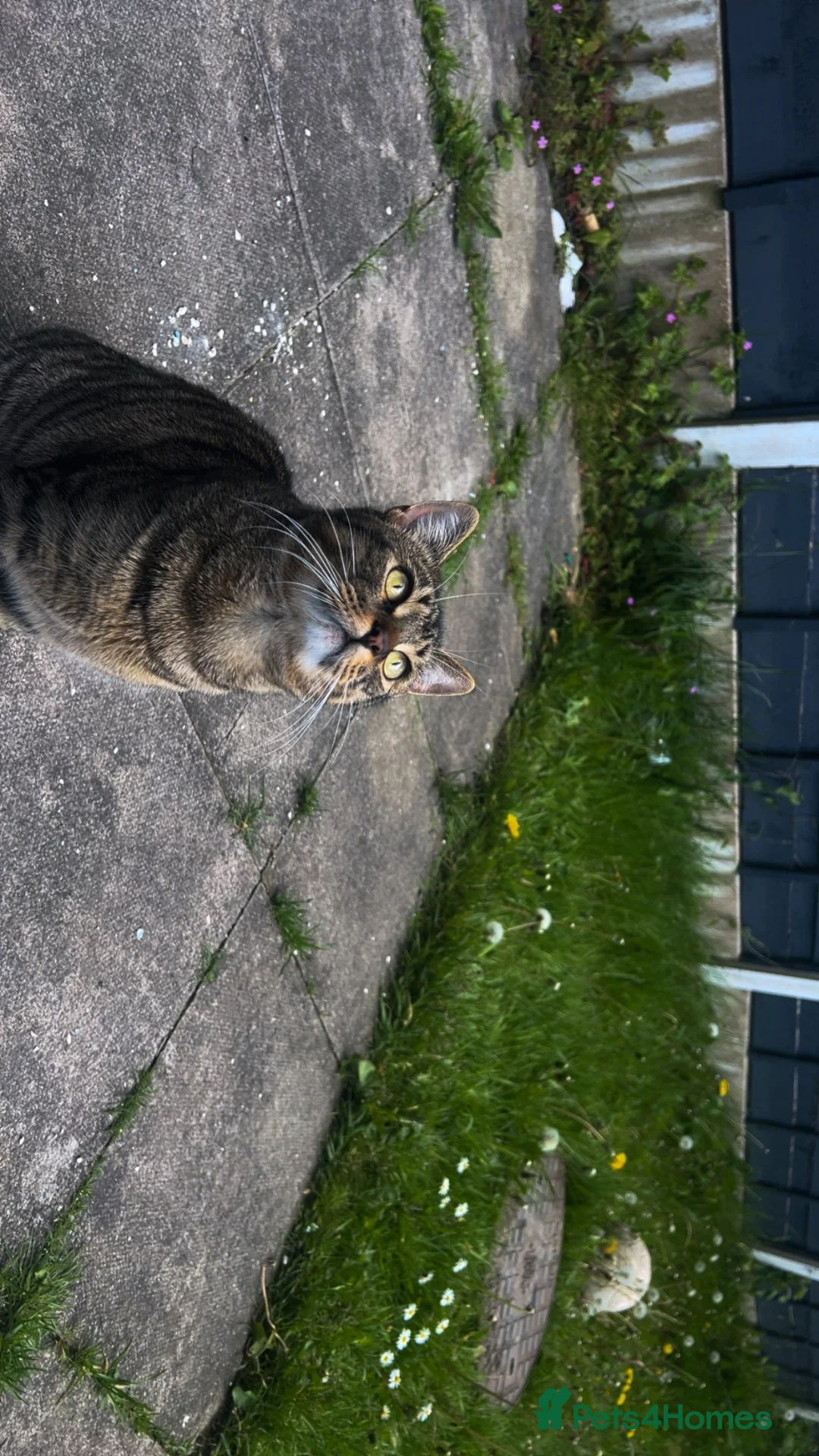 British Shorthair cats for sale: British Shorthair  - Advert 2