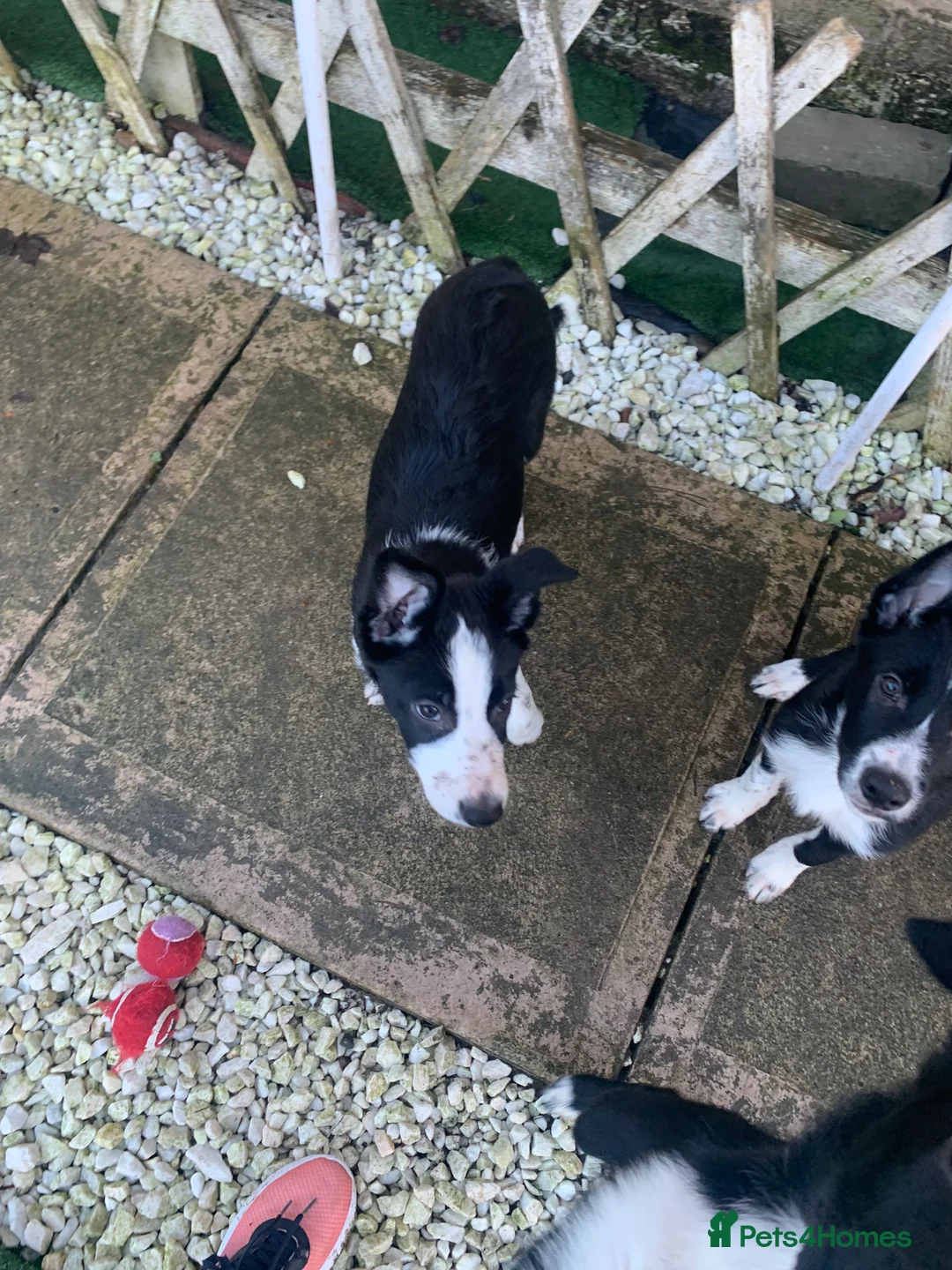 Border Collie dogs for sale: 4 border collie pups - Advert 9