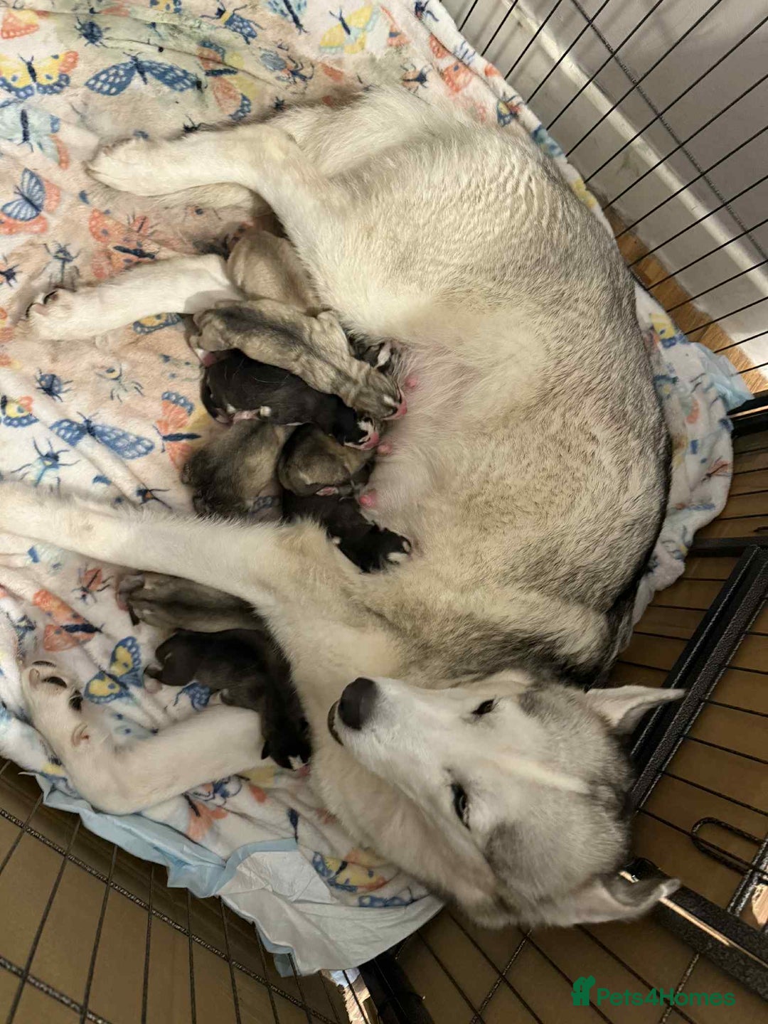 Siberian Husky dogs for sale: Stunning Siberian husky puppies - Advert 20