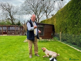 Cocker Spaniel dogs - Advert 28