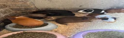 Guinea Pig rodents for sale: Baby guinea pigs  - Advert 11