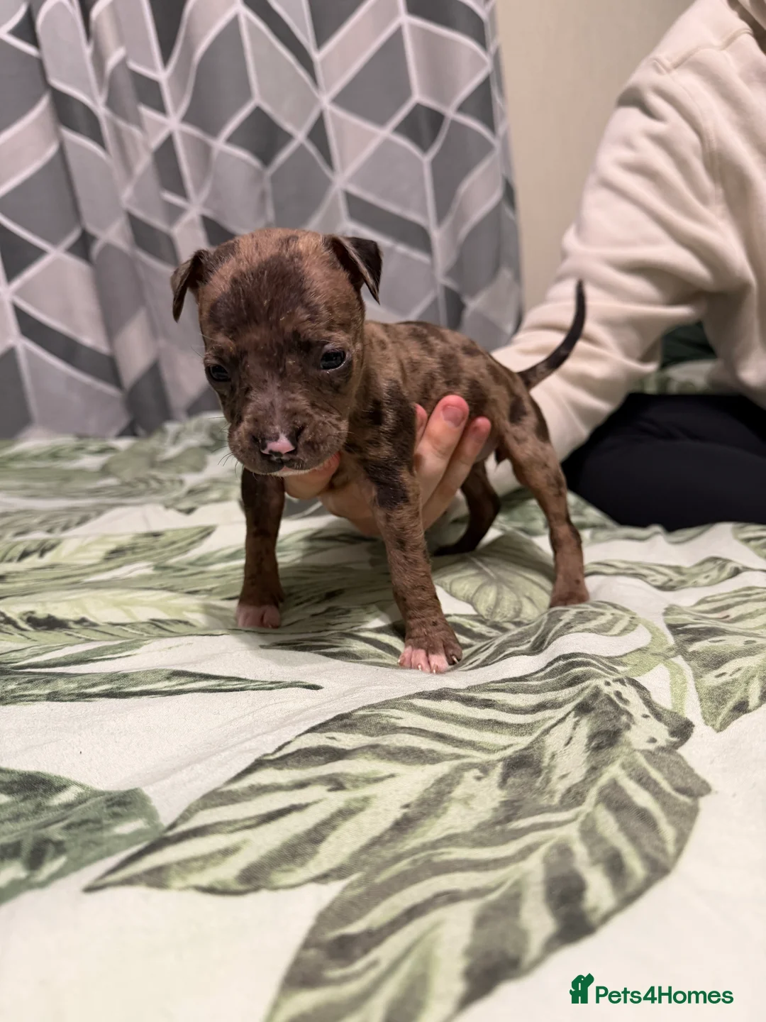 Mixed Breed dogs for sale: Puppies In Need Of New Home in Stoke-on-Trent - Advert 2