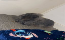 Mini Lop rabbits for sale: Rabbit PLEASE READ ALL DESCRIPTION  - Image 4