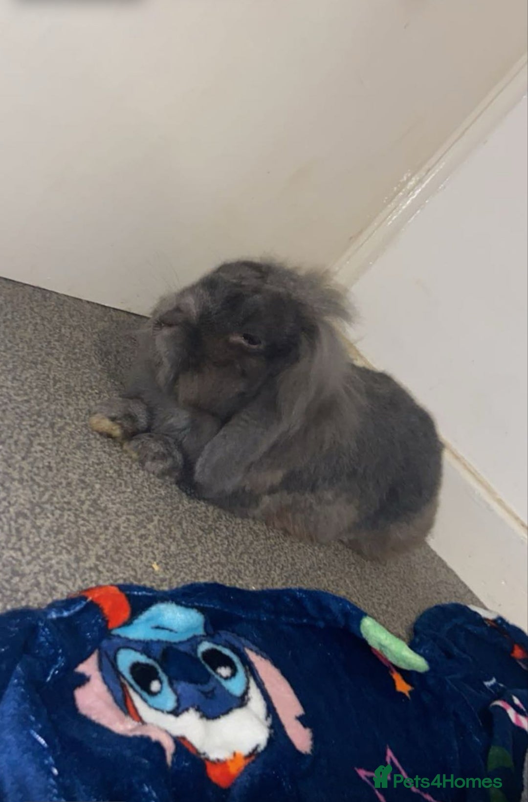 Mini Lop rabbits for sale: Rabbit PLEASE READ ALL DESCRIPTION  - Image 4