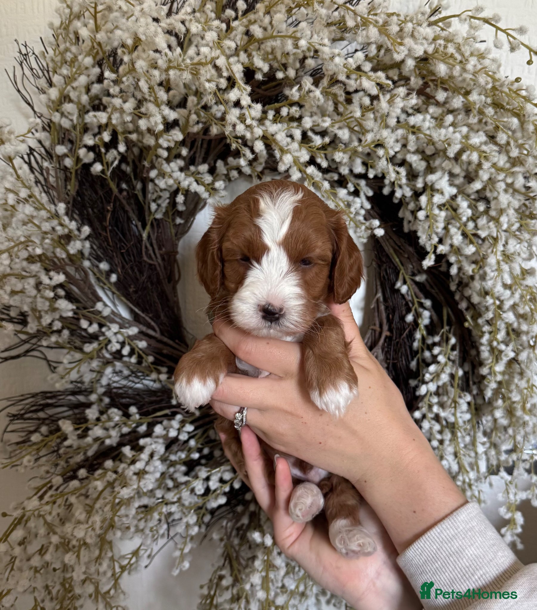 Australian Labradoodle dogs Stunning Miniature Australian Labradoodles - Advert 1