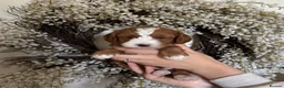 Australian Labradoodle dogs for sale: Stunning Miniature Australian Labradoodles - Advert 2