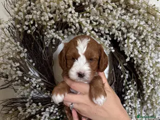 Australian Labradoodle dogs for sale: Stunning Miniature Australian Labradoodles - Advert 2