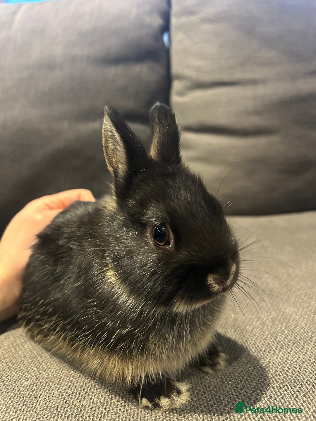 Netherland Dwarf rabbits for sale: Brother & sister bunnies to be homed together  - Advert 7