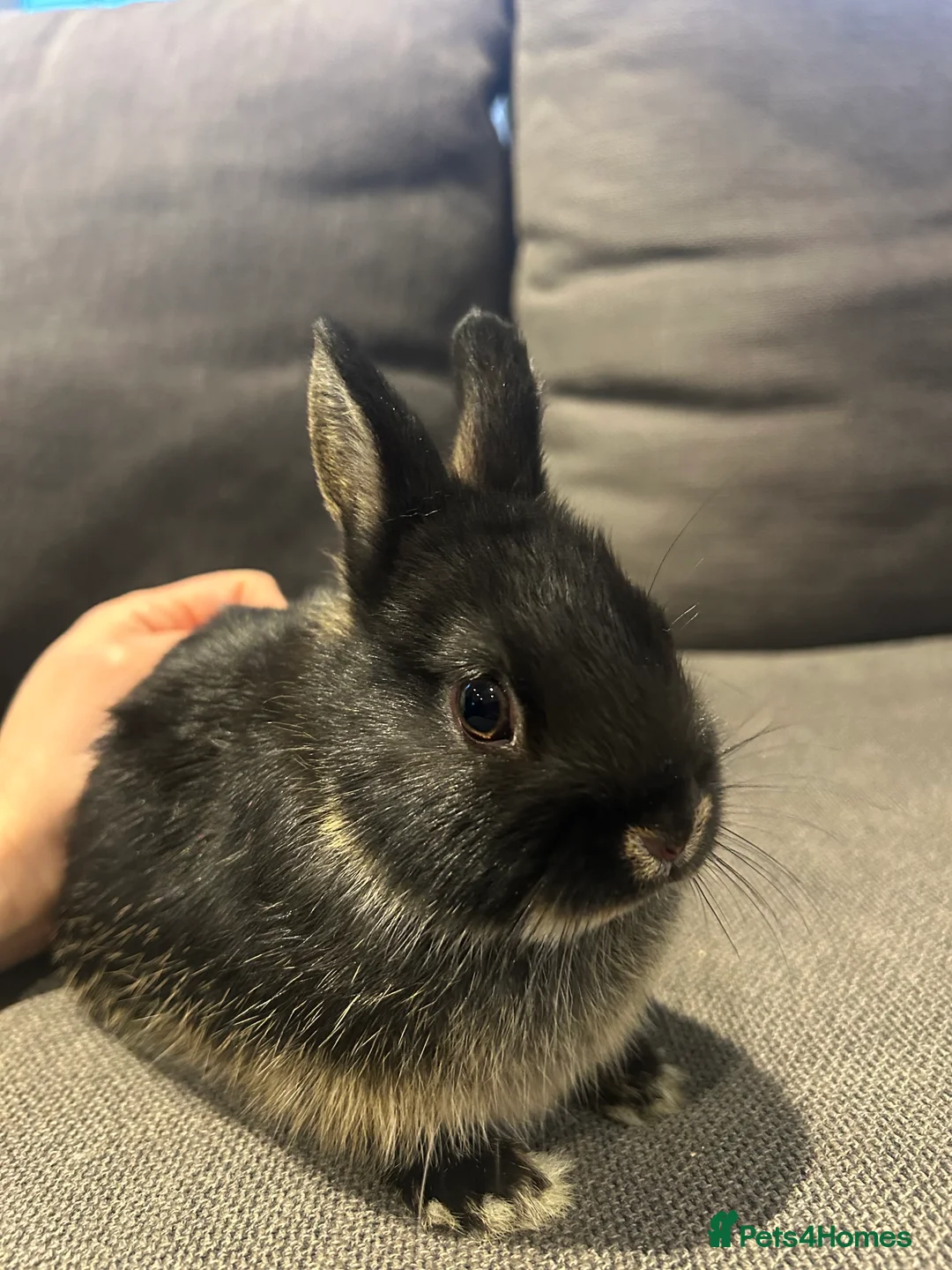 Netherland Dwarf rabbits for sale: Brother & sister Purebred bunnies: homed together  - Advert 10