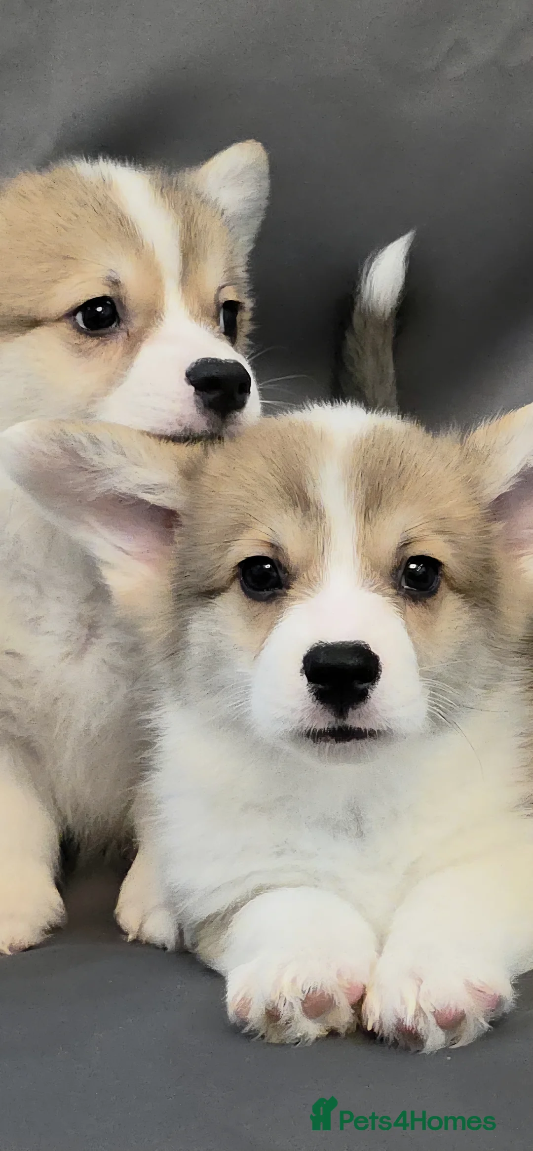 Welsh Corgi Pembroke dogs for sale: 33rd Generation KC Mixed Tail Pembroke Corgi Pups - Advert 15