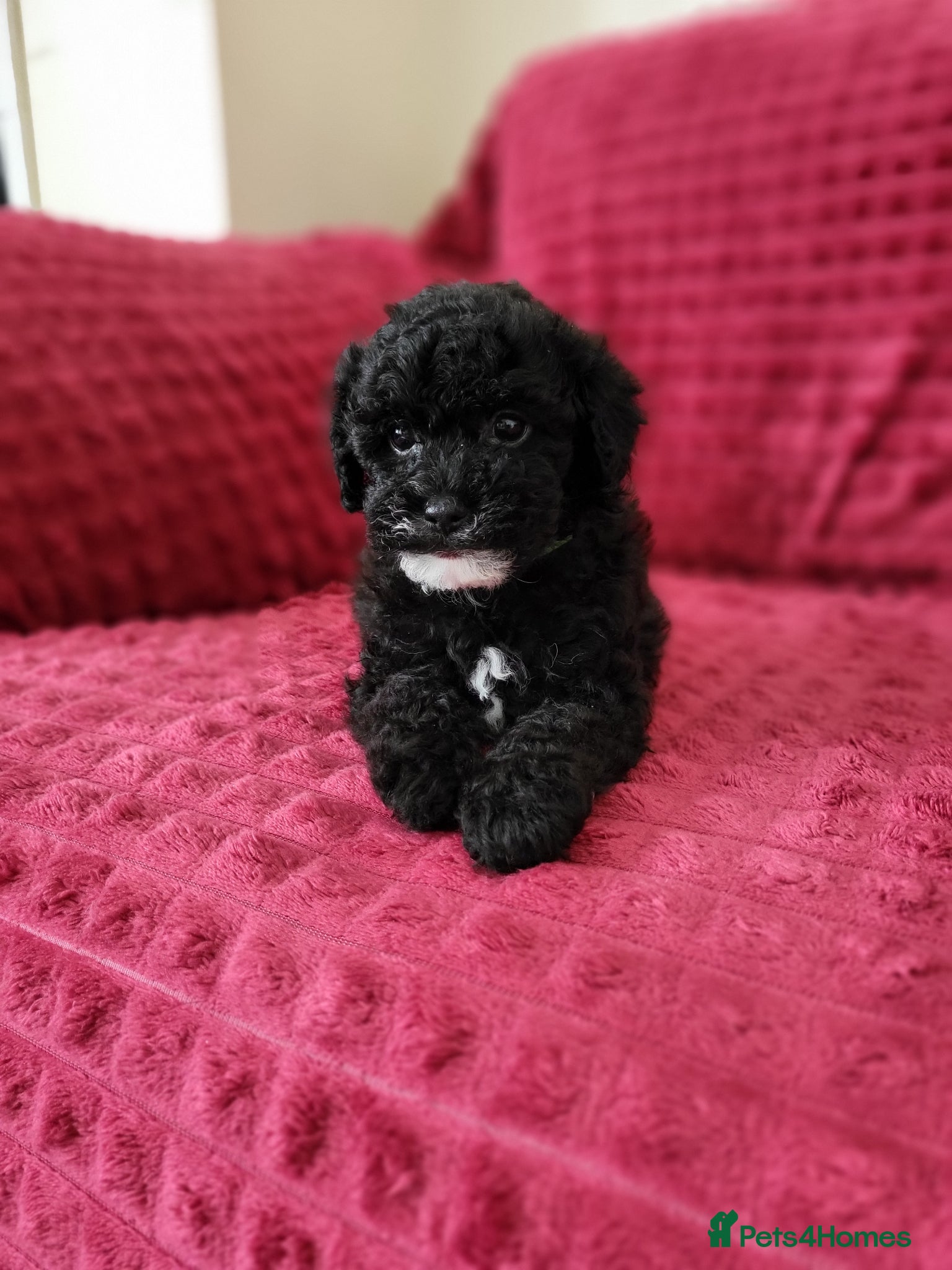 Poochon dogs Poochon  - Advert 1