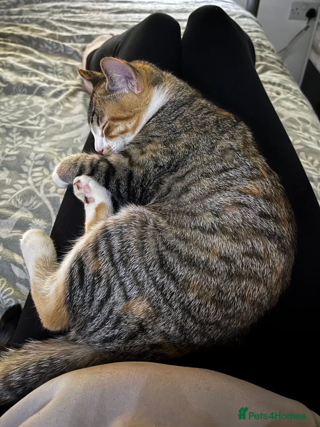 Mixed Breed cats for sale: Bella & Kali - Sisters Looking for a Loving Home - Advert 6