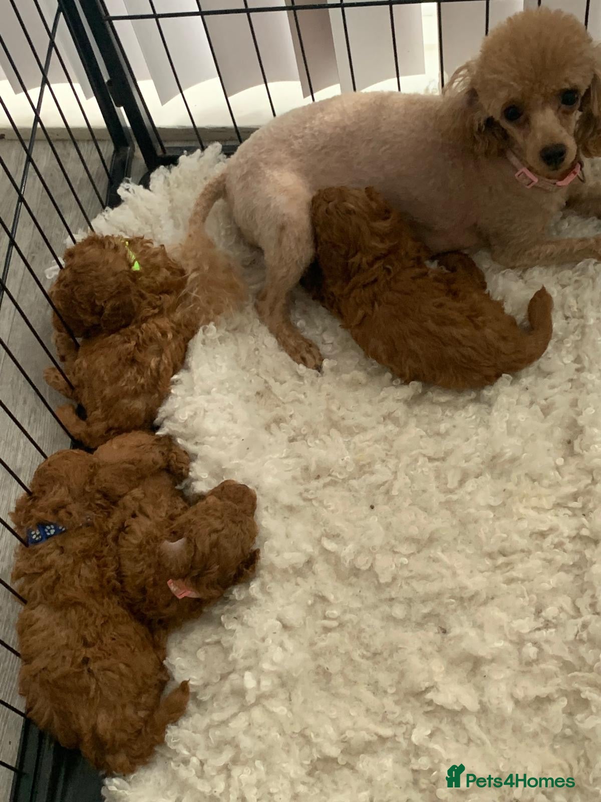 Toy Poodle dogs Fully health tested Deep Red Toy poodle puppies  - Advert 1