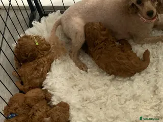Toy Poodle dogs Fully health tested Deep Red Toy poodle puppies - Advert 1