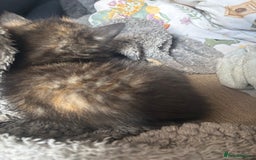 Mixed Breed cats for sale: Beautiful mixed coloured girly available 🌸 - Image 3