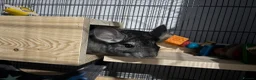 Chinchilla rodents for sale: Male 4 month old standard grey chinchilla  - Advert 3
