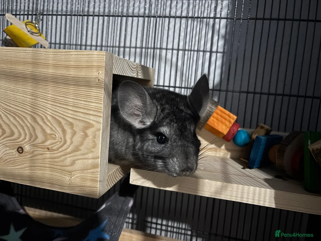 Chinchilla rodents for sale: Male 4 month old standard grey chinchilla  - Advert 3