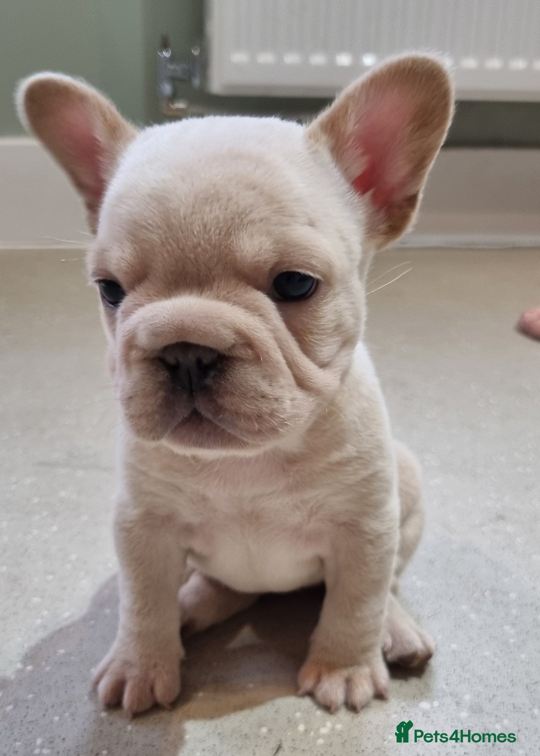 French Bulldog dogs for sale: 2 fluffy and pink carrier pups left  - Advert 4
