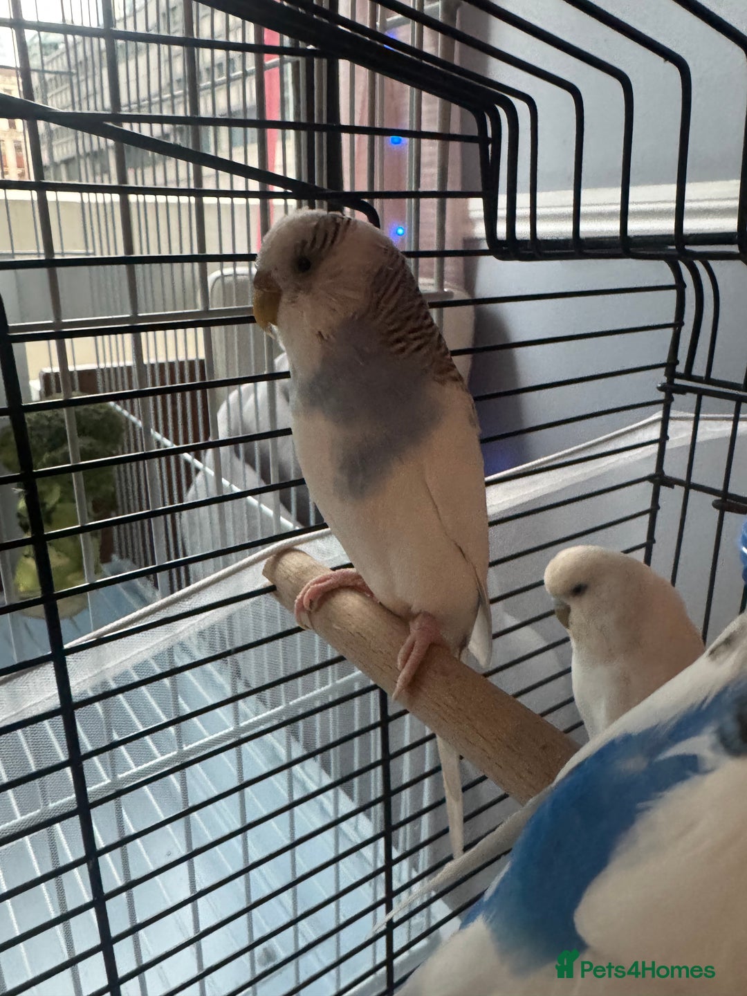 Budgerigars birds for sale: cute, young budgie for sale - Image 3