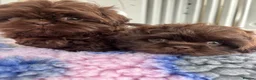 Shih Tzu dogs for sale: 💕Stunning Chocolate Shih Tzu💕 - Advert 24