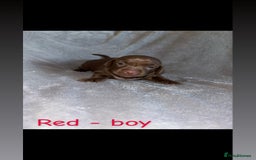 Miniature Dachshund dogs for sale: One male left. LAST PUP Miniature dachshund!  - Image 3