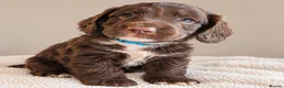 Mixed Breed dogs for sale: Beautiful Sproodle Puppies ready In 1 week! - Advert 29