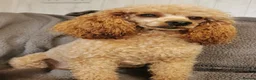 Poochon dogs for sale: Superb F1b Poochon Puppies  - Advert 8