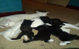 Bengal cats for sale: 7 week old kittens  - Image 10