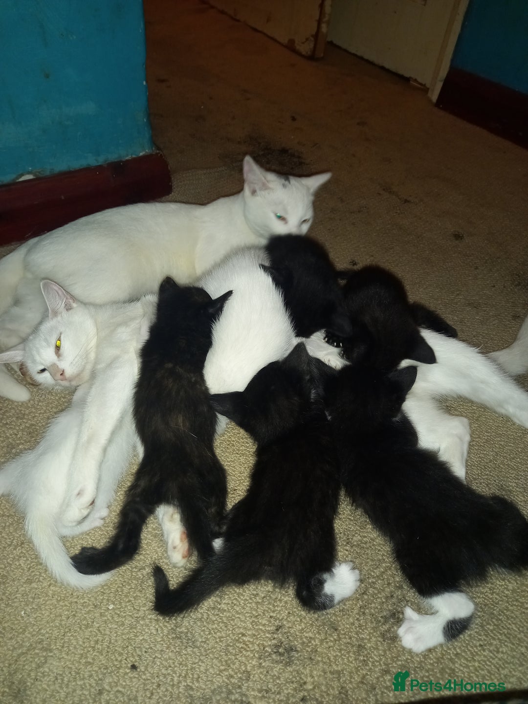 Bengal cats for sale: 7 week old kittens  - Image 10