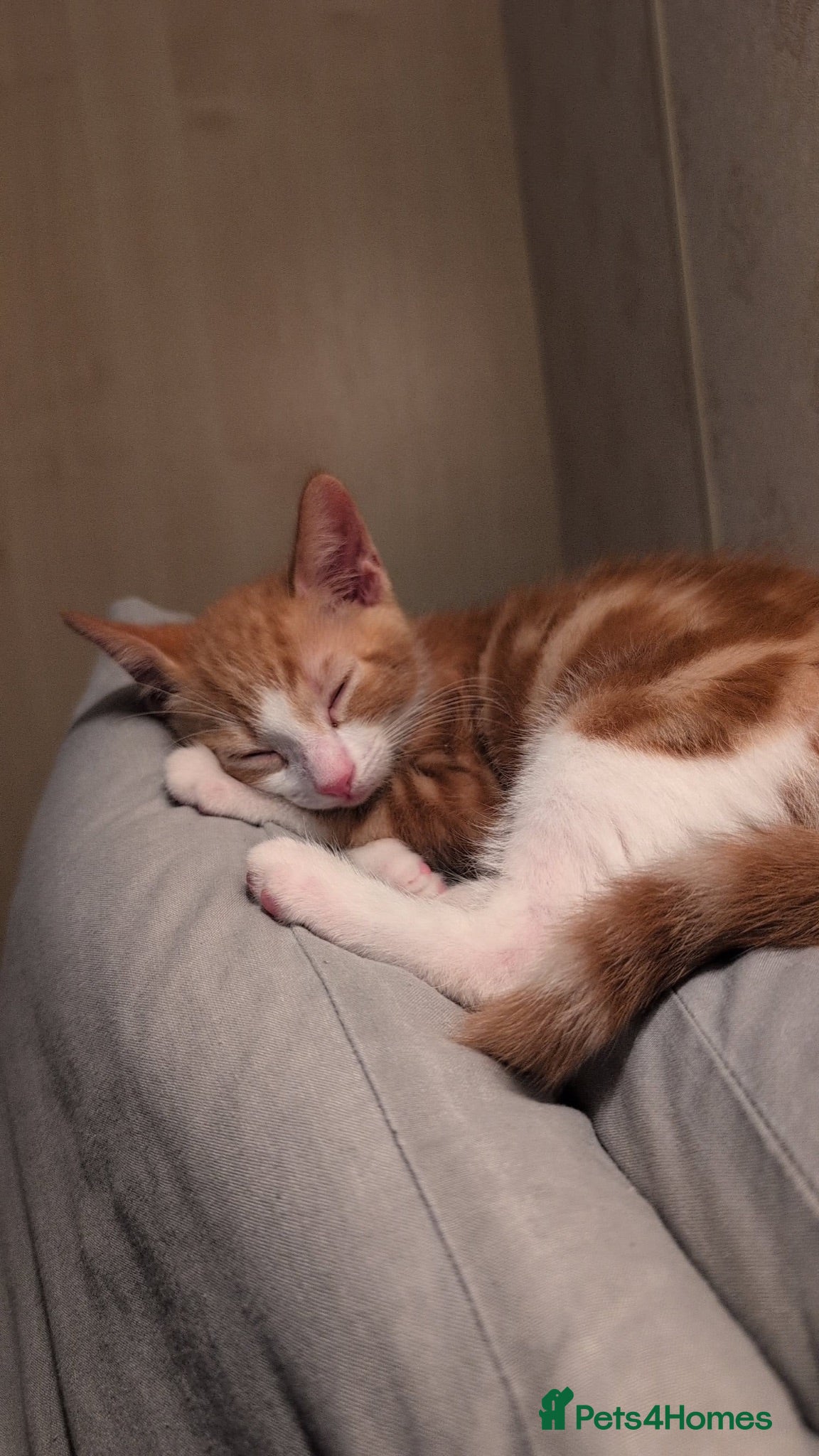 Mixed Breed cats Ginger boy 11 weeks old - Advert 4