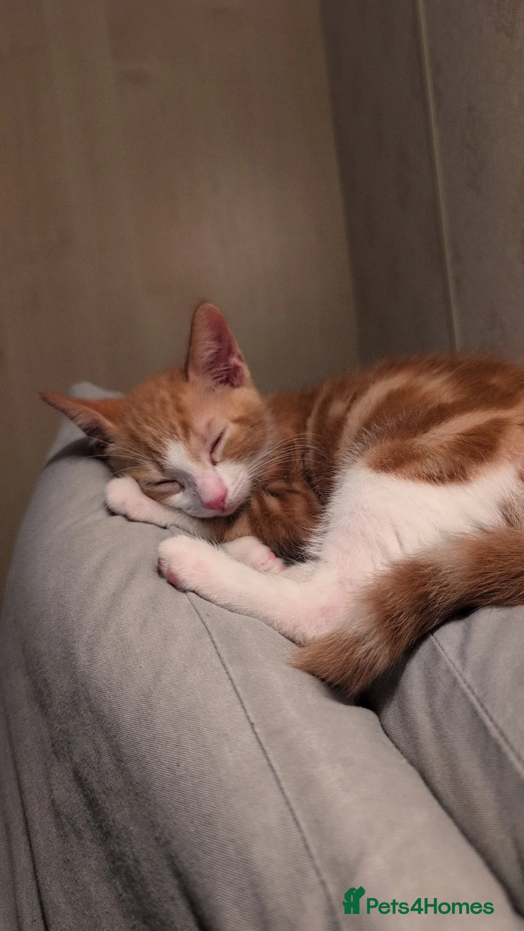 Mixed Breed cats for sale: Ginger boy 11 weeks old - Advert 1
