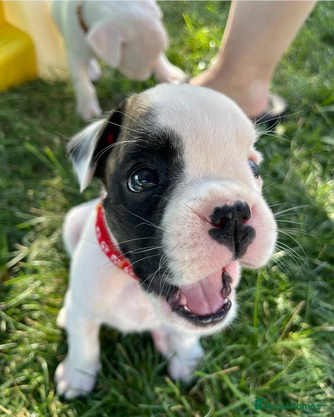 Boxer dogs for sale: BEAUTIFUL BOXER PUPPIES BOBTAIL AND TAIL - Image 12