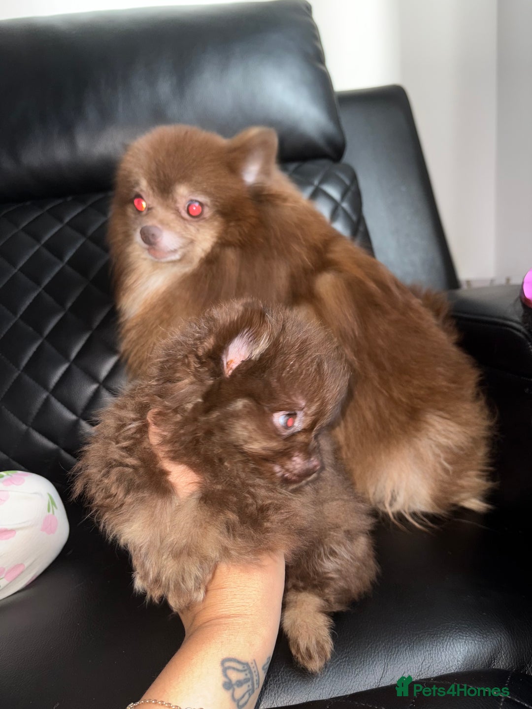 Pomeranian dogs for sale: 3 beautiful Pom - Image 4