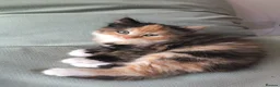 Mixed Breed cats for sale: 2 gorgeous calico kittens - Advert 11