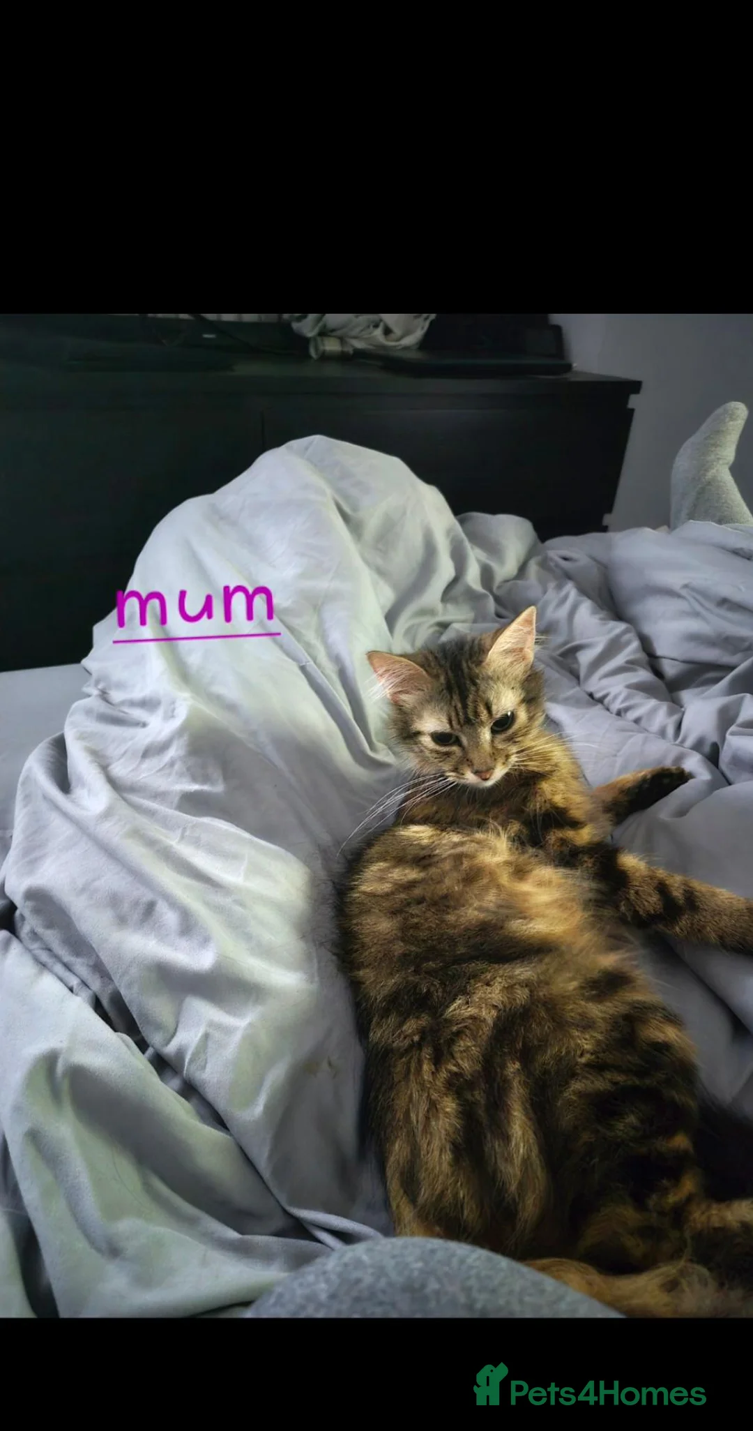 Mixed Breed cats for sale: Gorgeous grey kittens in Nottingham - Advert 13