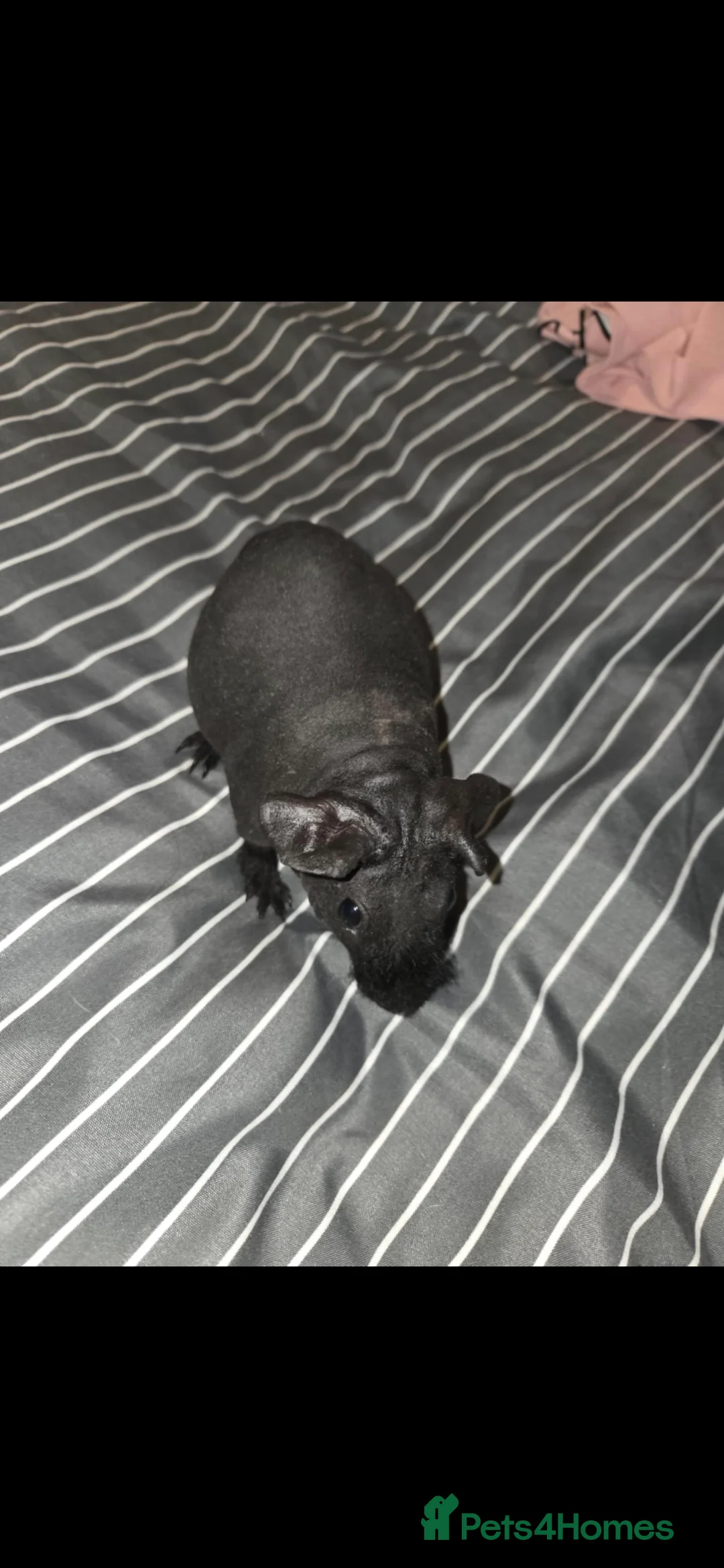 Guinea Pig rodents for sale: Skinny guinea pigs  - Advert 4