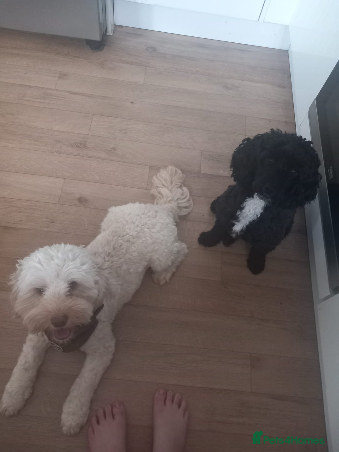 Cockapoo dogs for sale: X2 cockapoos boy and girl (not related) - Image 2