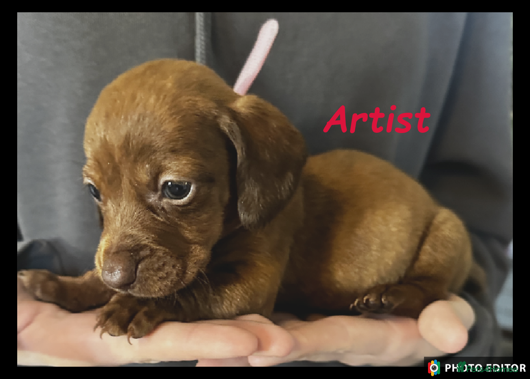 Dachshund dogs for sale: Beautiful Dachshunds ❤️❤️ - Advert 10