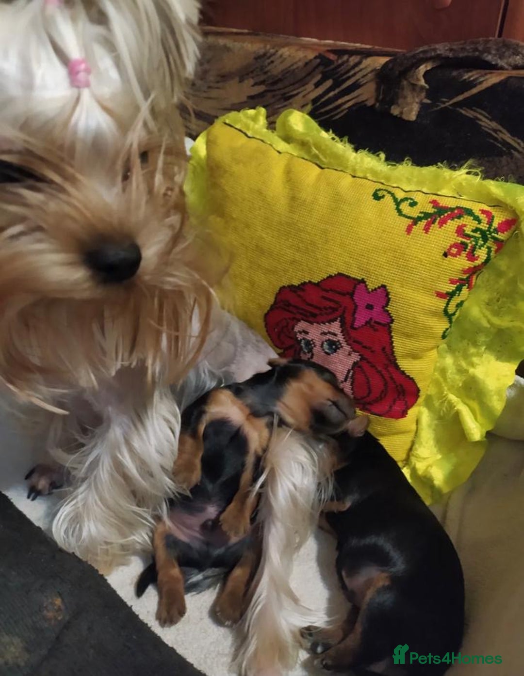 Yorkshire Terrier dogs for sale: Tiny Miniature Yorkshire Terrier puppies  - Image 16