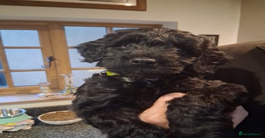 Sproodle dogs - Advert 8