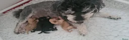 Poochon dogs for sale: Wow beautiful poochons - Advert 5