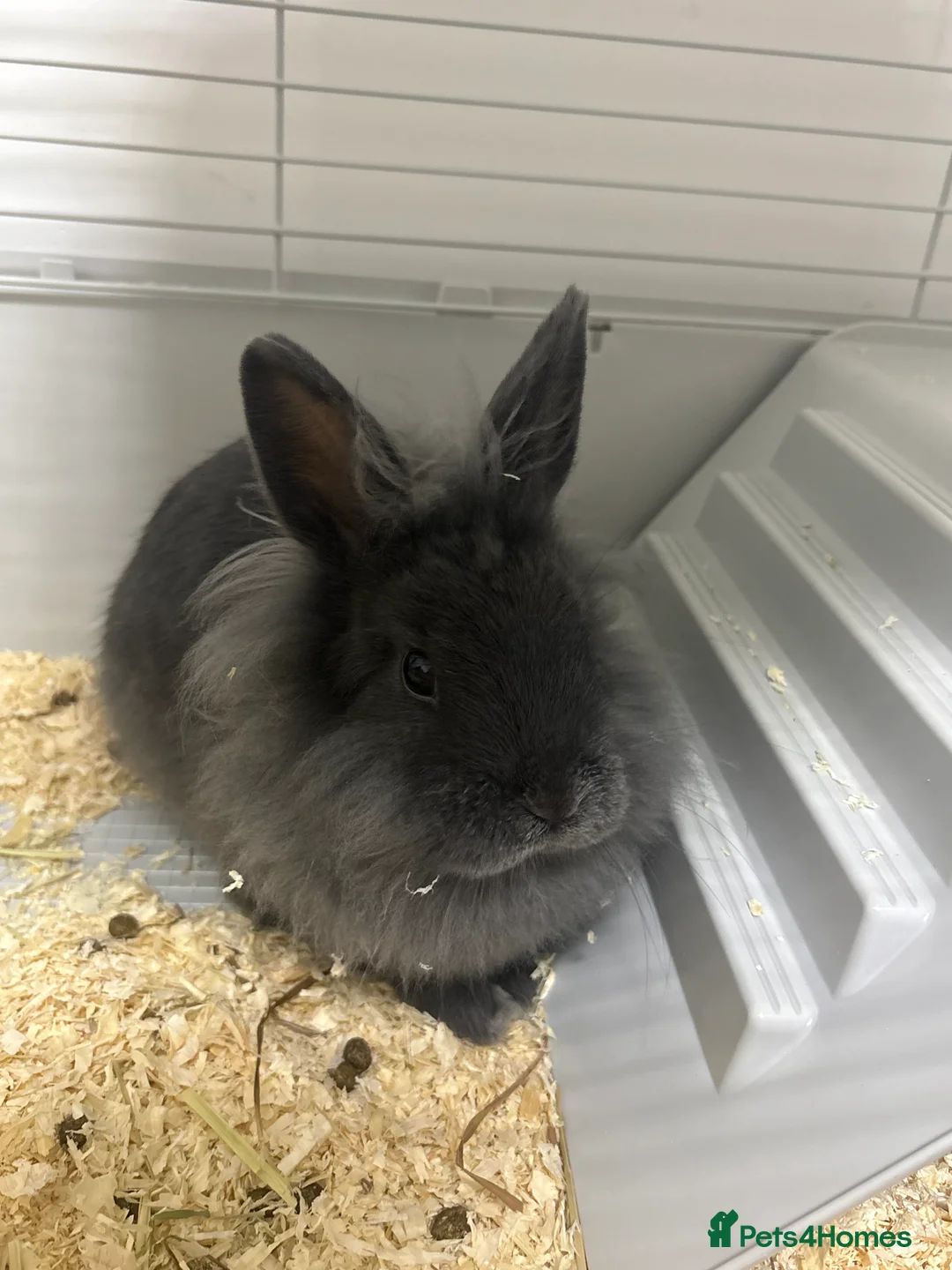 Mixed Breed rabbits for sale: Rabbits  - Advert 4