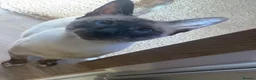 Mixed Breed cats for sale: Beautiful baby kittens 🐱  - Advert 11