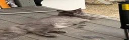 Maine Coon cats for sale: Maine Coon kittens - Advert 9