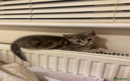 British Shorthair cats for sale: Beautiful 11 week old kitten  - Image 5