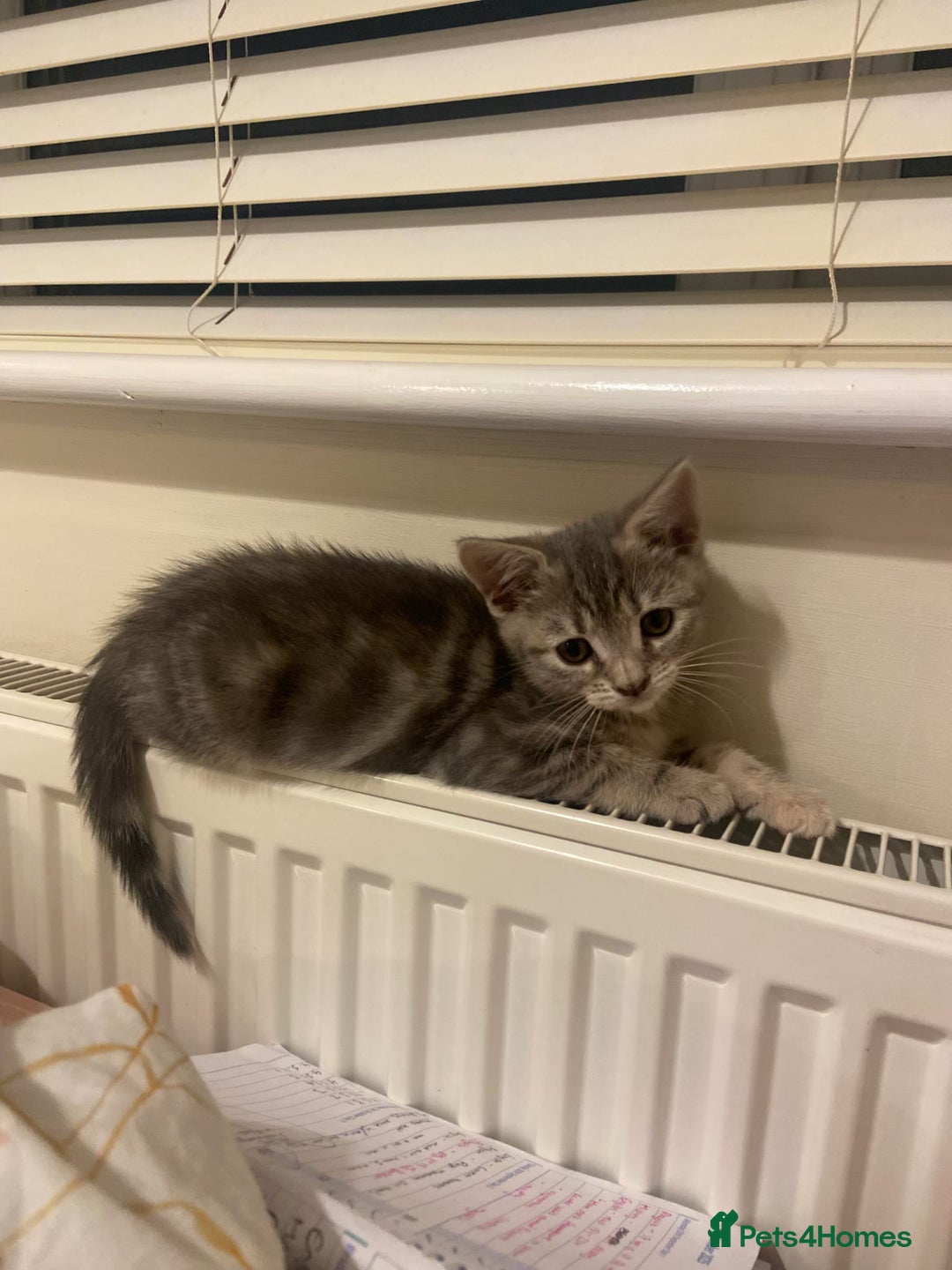 British Shorthair cats for sale: Beautiful 11 week old kitten  - Image 5