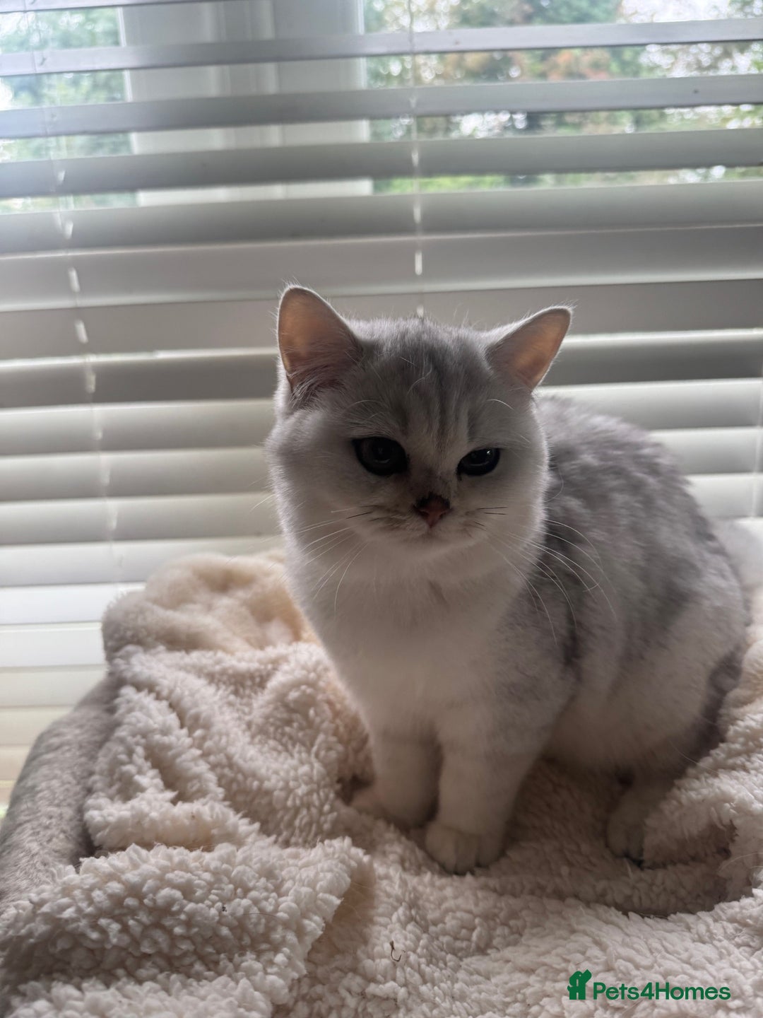 British Shorthair cats for sale: beautiful silver tipped BSH - Image 9