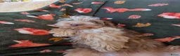 Cockapoo dogs for sale: 🌟 Superb chocolate sable cockapoo pups 🌟 in Maldon - Advert 14