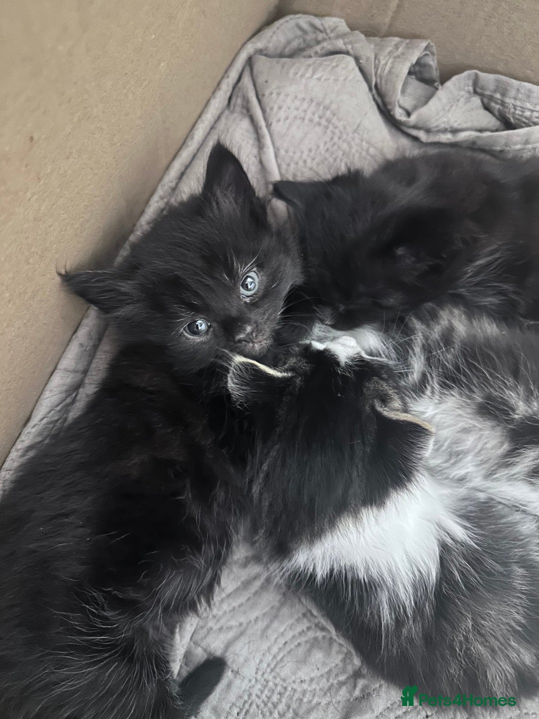 Mixed Breed cats for sale: Beautiful kittens  - Image 5