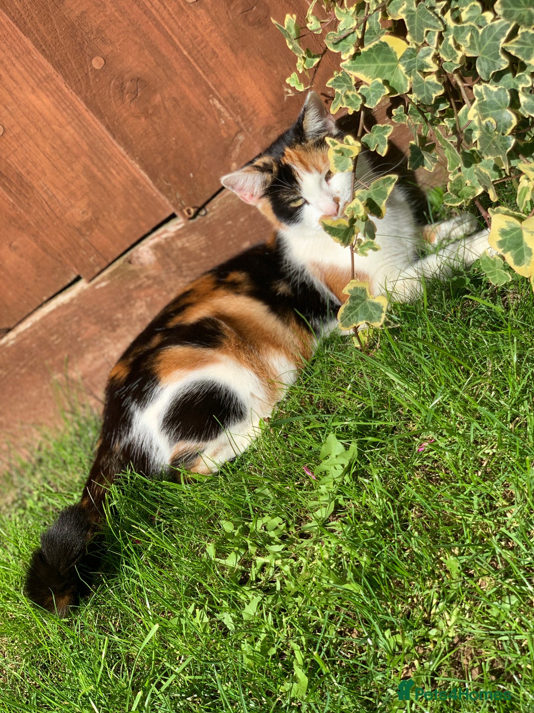 European cats for sale: three little girls and a little boy - Image 5